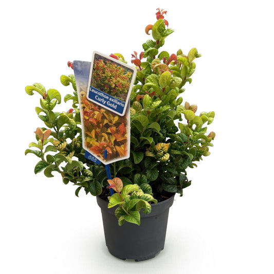 GreenboutiQ - Gartenpflanze - Leucothoe Curly Gold - Gelb - 1 Pflanze - Immergrün - Wenig Pflege - Topf 17cm Höhe 40cm 