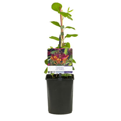 Geißblatt - Lonicera heckrottii Goldflame - Blüten Rosa mit Gelb - wenig Pflege - 2 Pflanzen - Topf 11cm Höhe 40cm
