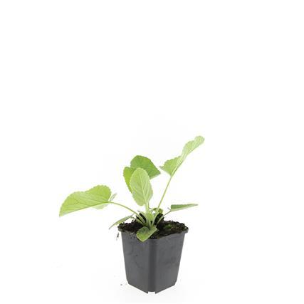 Russel-Brandkraut – Phlomis russeliana – 24 Pflanzen – Gelb blühende Staude – Sonnig bis halbschattig – Bienen- & Schmetterlingsfreundlich – Ø9cm – 10-25cm 