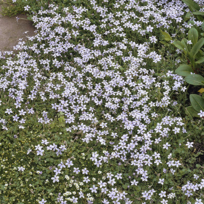 Blauer Bubikopf - Isotoma fluviatilis - ↕10-25cm - Ø9cm - 60 Stück