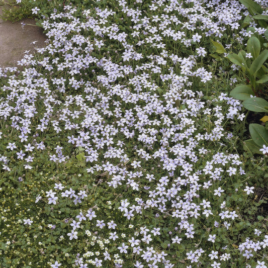 Blauer Bubikopf Isotoma fluviatilis – ↕10-25cm – Ø9cm – 60 Pflanzen – Niedriger Bodendecker, Sternförmige Blaue Blüten, Pflegeleicht, Sonnig bis Halbschattig