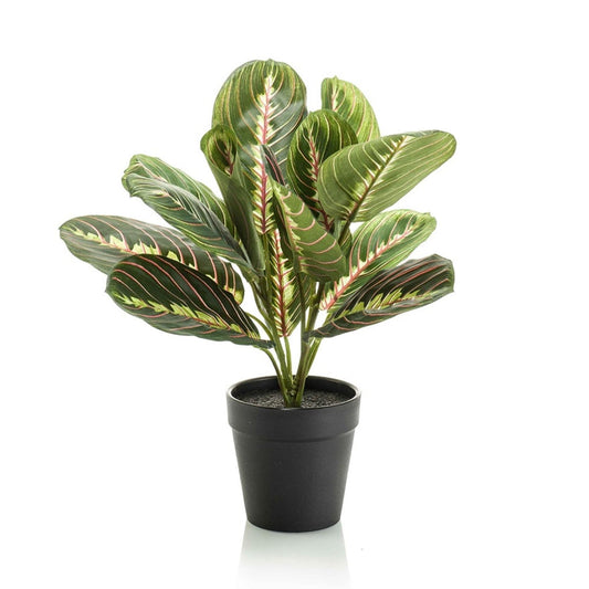 Maranta – Korbmarante – Kunstpflanze – 30cm hoch – Schwarzer Topf Ø12cm – Naturgetreue Blattstruktur – Pflegefrei & kompakt – Für Regal, Fensterbank & Schreibtisch