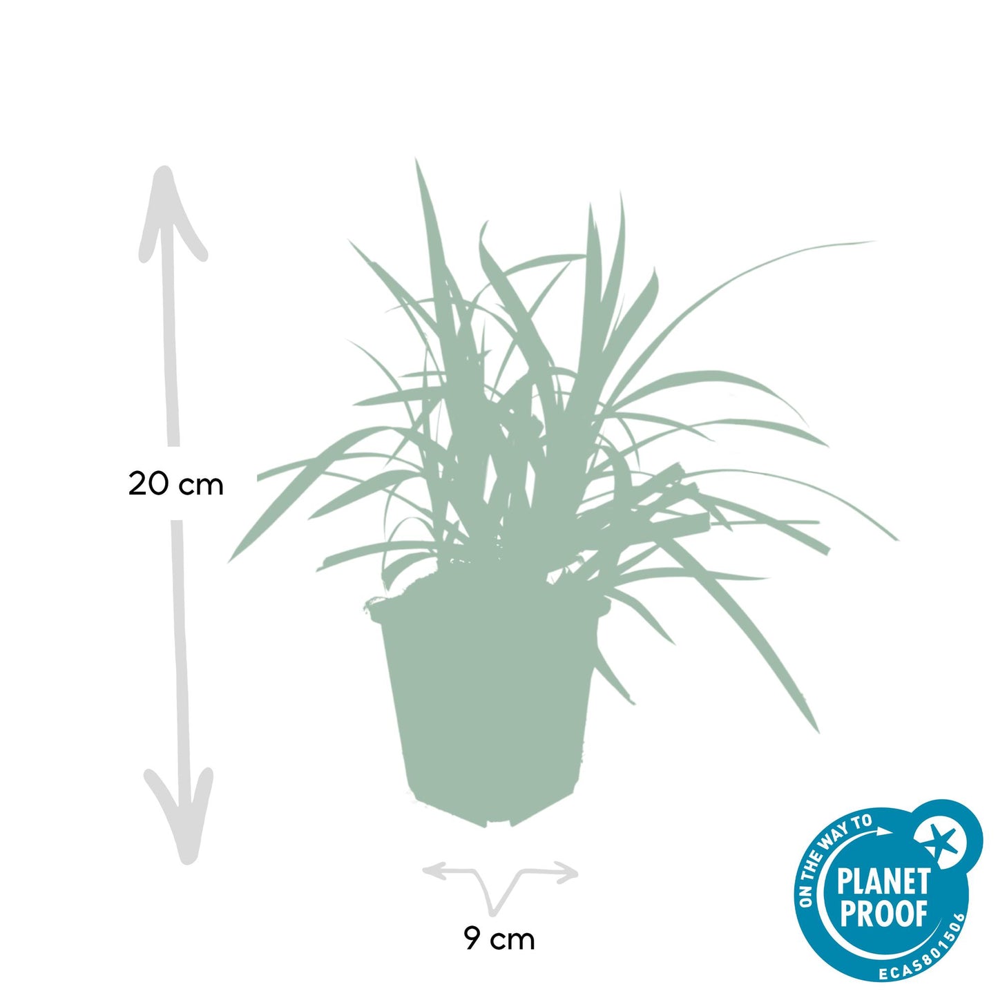 Grünblättrige Segge Carex morrowii 'Irish Green' – ↕10-25cm – Ø9cm – 60 Pflanzen – Immergrüner Bodendecker – Pflegeleicht – Für Beete & Schattige Bereiche