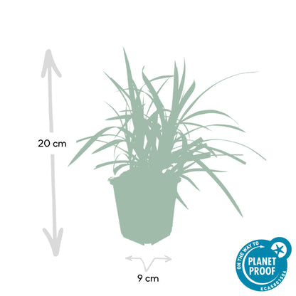 Grünblättrige Segge Carex morrowii 'Irish Green' – ↕10-25cm – Ø9cm – 60 Pflanzen – Immergrüner Bodendecker – Pflegeleicht – Für Beete & Schattige Bereiche