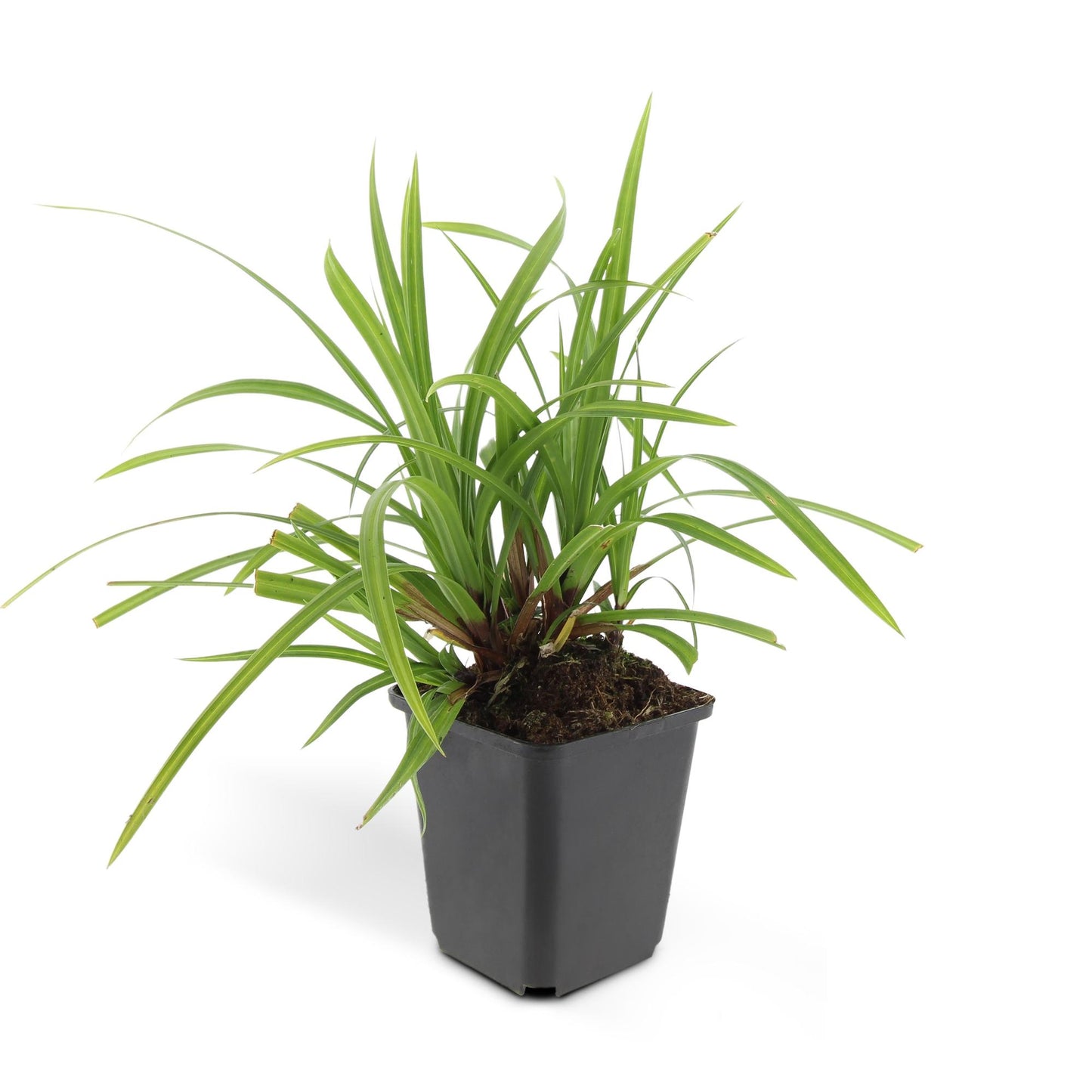 Grünblättrige Segge Carex morrowii 'Irish Green' – ↕10-25cm – Ø9cm – 60 Pflanzen – Immergrüner Bodendecker – Pflegeleicht – Für Beete & Schattige Bereiche
