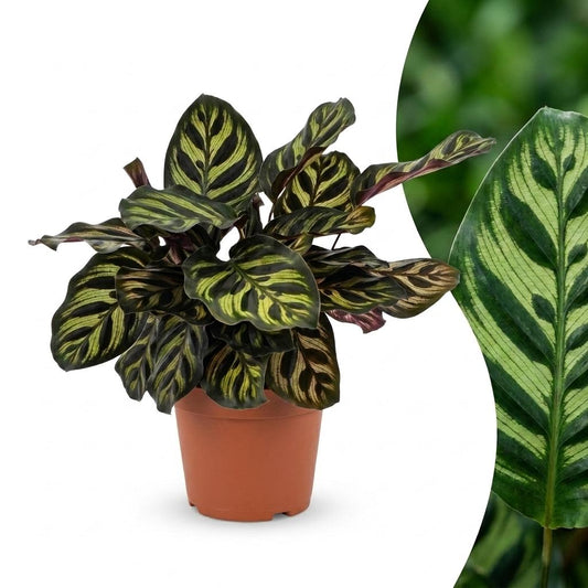 Pfauenpflanze – Calathea makoyana – Topf Ø12cm – Höhe 25cm – Dekorative Zimmerpflanze