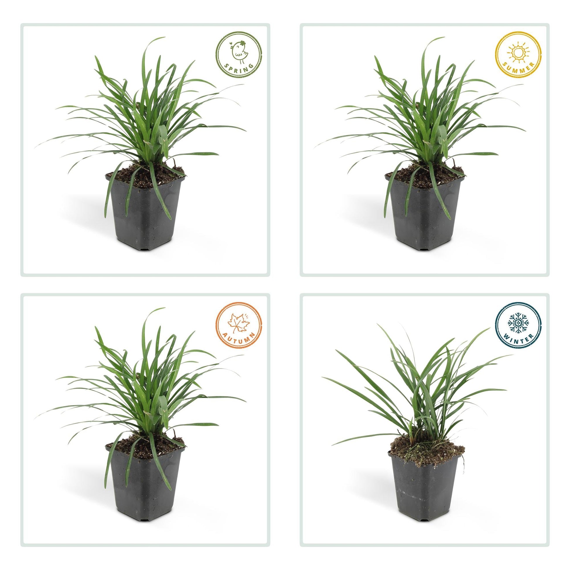 Liriope muscari 'Big Blue' – 24 Pflanzen – Immergrüner Bodendecker – 9cm – ↕10–25cm – Mit violetten Blütenrispen – Pflegeleicht & winterhart – Für Halbschatten & Beete 