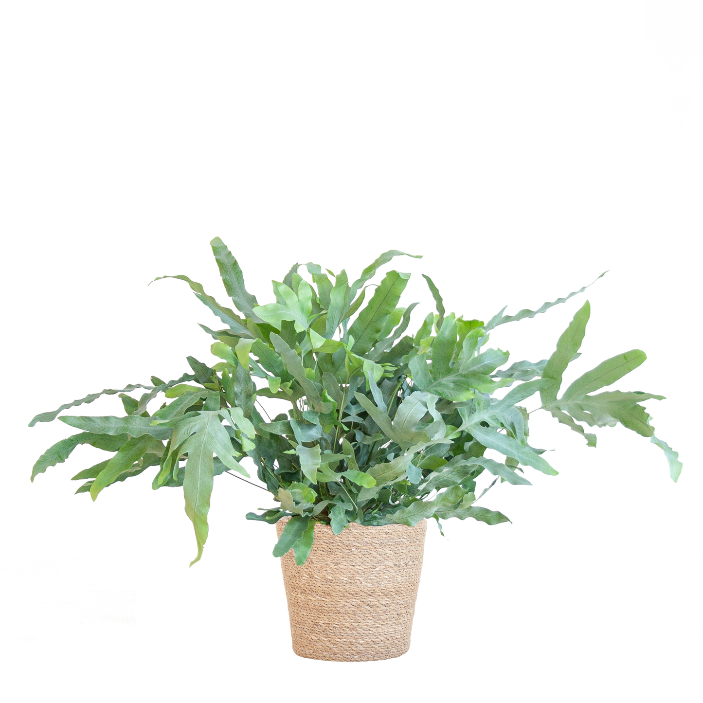 Phlebodium Aureum ‘Blue Star’ – Blauer Tüpfelfarn – Zimmerpflanze inkl. Korb Sofia natur – Höhe 40 cm – Ø17 cm – Pflegeleicht & dekorativ 