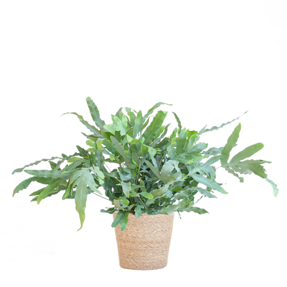 Phlebodium Aureum ‘Blue Star’ – Blauer Tüpfelfarn – Zimmerpflanze inkl. Korb Sofia natur – Höhe 40 cm – Ø17 cm – Pflegeleicht & dekorativ 
