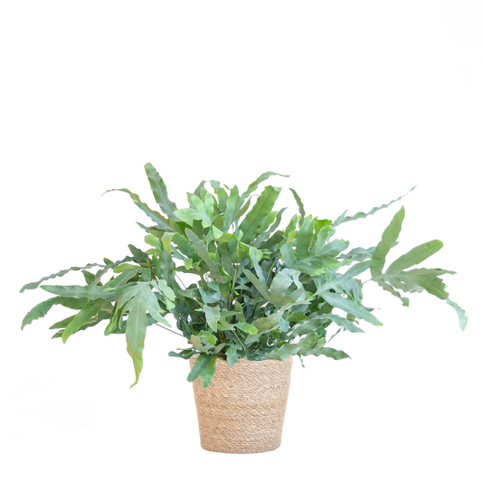 Phlebodium Aureum ‘Blue Star’ – Blauer Tüpfelfarn – Zimmerpflanze inkl. Korb Sofia natur – Höhe 40 cm – Ø17 cm – Pflegeleicht & dekorativ 