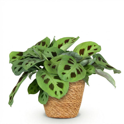 Green boutiQ - Zimmerpflanze - Maranta Fascinator Kerchoveana - Zebrapflanze - Haustierfreundliche Pflanze - Grün - 1 Pflanze - mit Korb - Topf 12cm - Höhe 25cm 