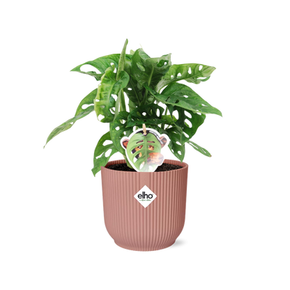 Fensterblatt – Monstera ‘Monkey Leaf’ im Topf Vibes Fold 14cm – Zimmerpflanze im Dekotopf Rose – Pflegeleicht & luftreinigend – Tropisches Flair für Wohnräume 