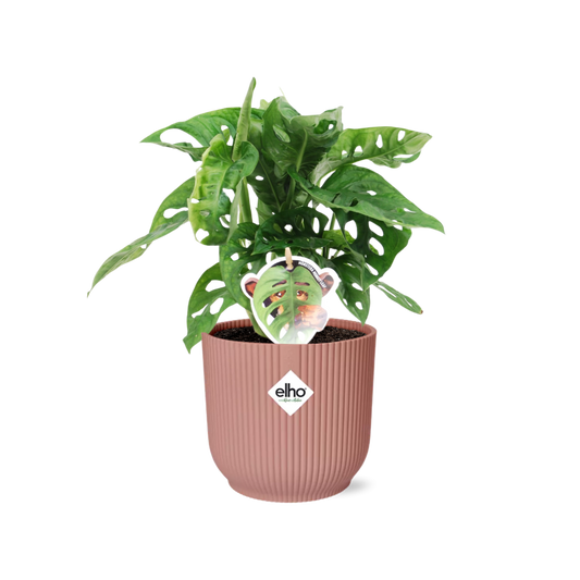 Fensterblatt – Monstera ‘Monkey Leaf’ im Topf Vibes Fold 14cm – Zimmerpflanze im Dekotopf Rose – Pflegeleicht & luftreinigend – Tropisches Flair für Wohnräume 