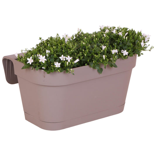 Campanula Addenda Ambella weiß - Balkonpflanzer taupe mit 3 Stück Campanula Topfgröße 12cm - Inkl. Aufhängesystem - Glockenblume Weiß - Stauden