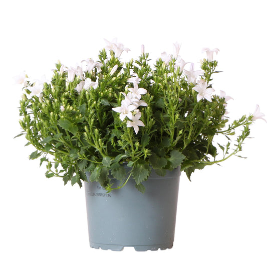 Campanula Addenda - Glockenblume lila Topfgröße 12cm - mehrjährig - winterhart - Weiß