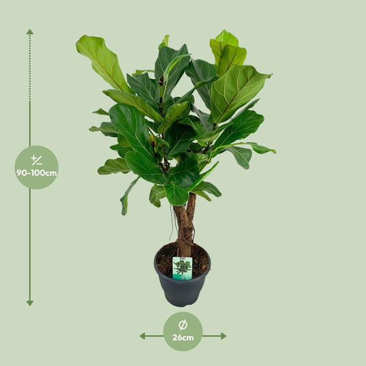 Ficus Lyrata - Ø26cm - ↕100cm 