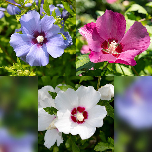 Garteneibisch - Hibiscus syriacus Tricolour - Blüte Rosa, Weiß und Blau - Strauch - 3 Pflanzen - Laubabwerfend - Topf 17cm Höhe 45cm 