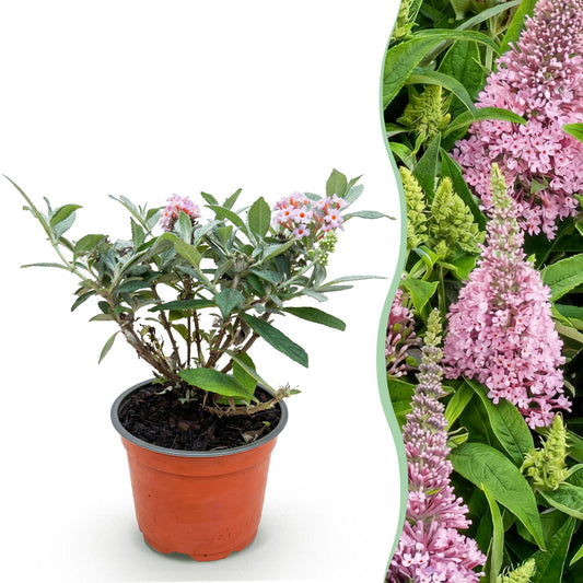 Green boutiQ - Gartenpflanze - Buddleja davidii Butterfly Candy Little Pink - Schmetterlingsstrauch - Kompakt - Rosa - 1 Pflanze - Topf 12cm - Höhe 20-25cm 