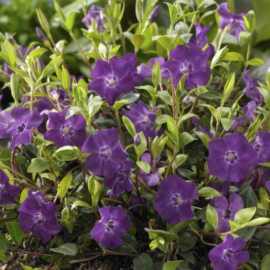 Vinca minor ‘Atropurpurea’ – 24 Pflanzen – ↕10-25cm – Ø9cm – Immergrüner Bodendecker – Lila Blüte – Pflegeleicht – Für Sonne & Schatten