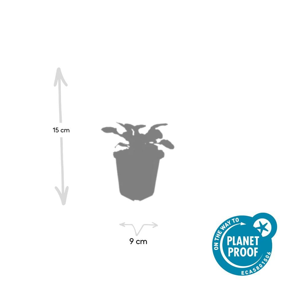 Ajuga reptans ‘Catlin’s Giant’ – 24 Pflanzen – ↕10-25cm – Ø9cm – Bodendecker – Blaue Blüten – Winterhart & Pflegeleicht – Für Schatten & Halbschatten 