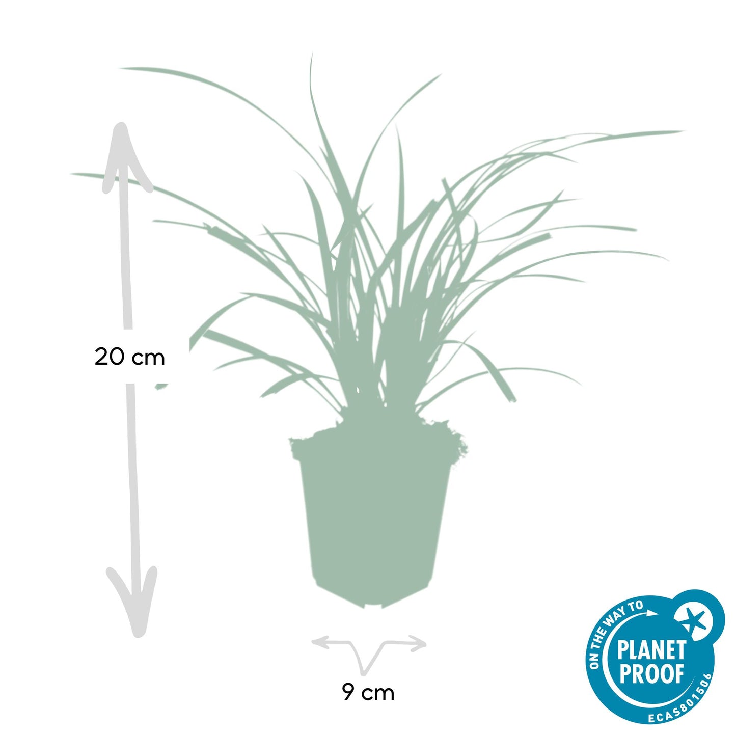 Weißrandige Segge Carex morrowii 'Ice Dance' – ↕10-25cm – Ø9cm – 60 Pflanzen – Immergrüner Bodendecker – Pflegeleicht – Sonne & Schatten – Für Beete & Gartenflächen