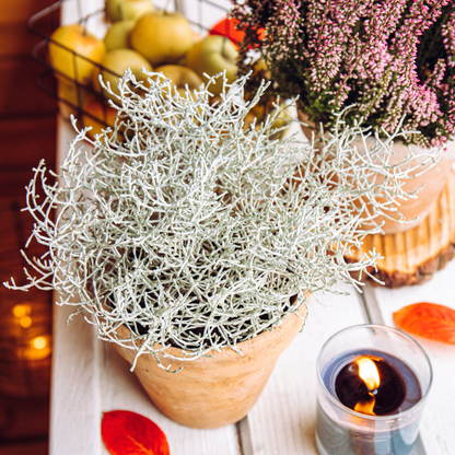 6x Calocephalus (Silberstrauch) – 10 cm Ø – 15 cm ↕ 