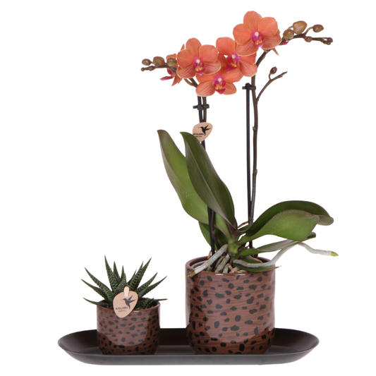 Kolibri Orchids | Leopard Geschenkset | Orange Bolzano Orchidee Ø9cm + Grünpflanze Ø6cm – inkl. Leopard‑Übertöpfe & schwarzem Tablett – frisch vom Züchter 