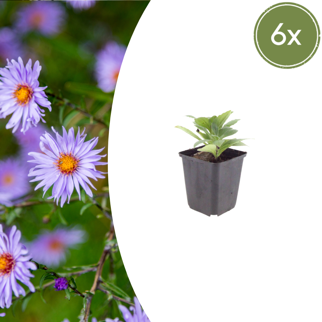 Aster frikartii Mönch – 6 Pflanzen Sommeraster – 10-25cm – Ø9cm – Langblühende Staude für sonnige Beete – Bienenfreundliche Gartenpflanze – Herbstblüher im Topf