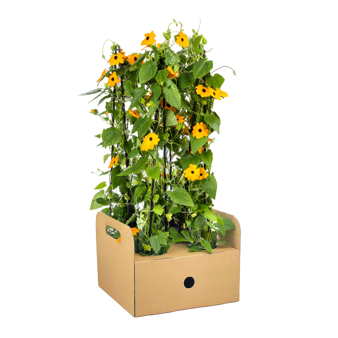 Schwarzäugige Susanne - Thunbergia alata Sunny Susy New Orange - Ø13 cm - ↕60 cm - 4 Pflanzen