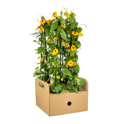 Schwarzäugige Susanne - Thunbergia alata Sunny Susy New Orange - Ø13 cm - ↕60 cm - 4 Pflanzen