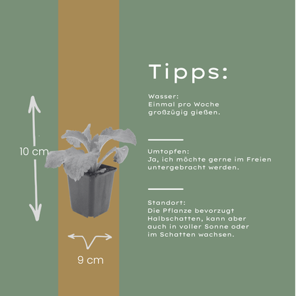 Roter Fingerhut Digitalis purpurea – 48 Pflanzen – Blühstaude für Garten & Beet – 10-25cm – Ø9cm – Bienenfreundlich – Sommerblüher für Sonne & Halbschatten