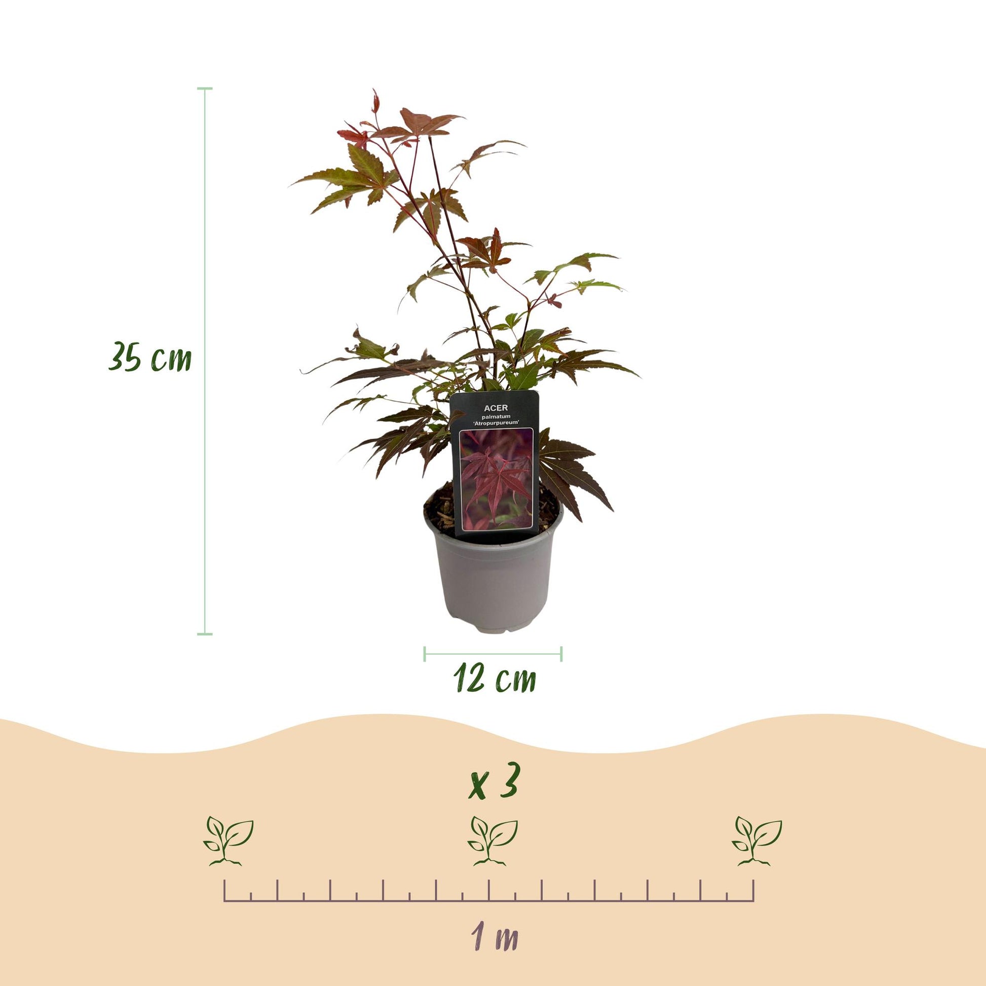 GreenboutiQ - Gartenpflanze - Acer palmatum Atropurpureum - Lila - 1 Pflanze - Laubabwerfend - Wenig Pflege - Topf 12cm Höhe 35cm 