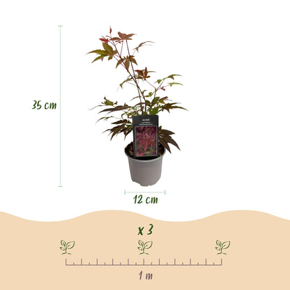 GreenboutiQ - Gartenpflanze - Acer palmatum Atropurpureum - Lila - 1 Pflanze - Laubabwerfend - Wenig Pflege - Topf 12cm Höhe 35cm 