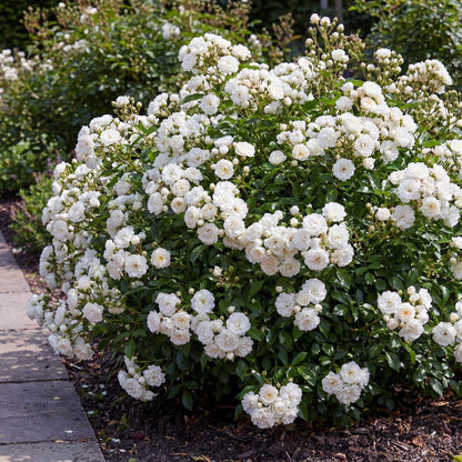 Green boutiQ - Gartenrose - Rosa White Fairy - Rose - Winterhart - Weiß - 3 Pflanzen - Topf 12cm - Höhe 20-25cm 