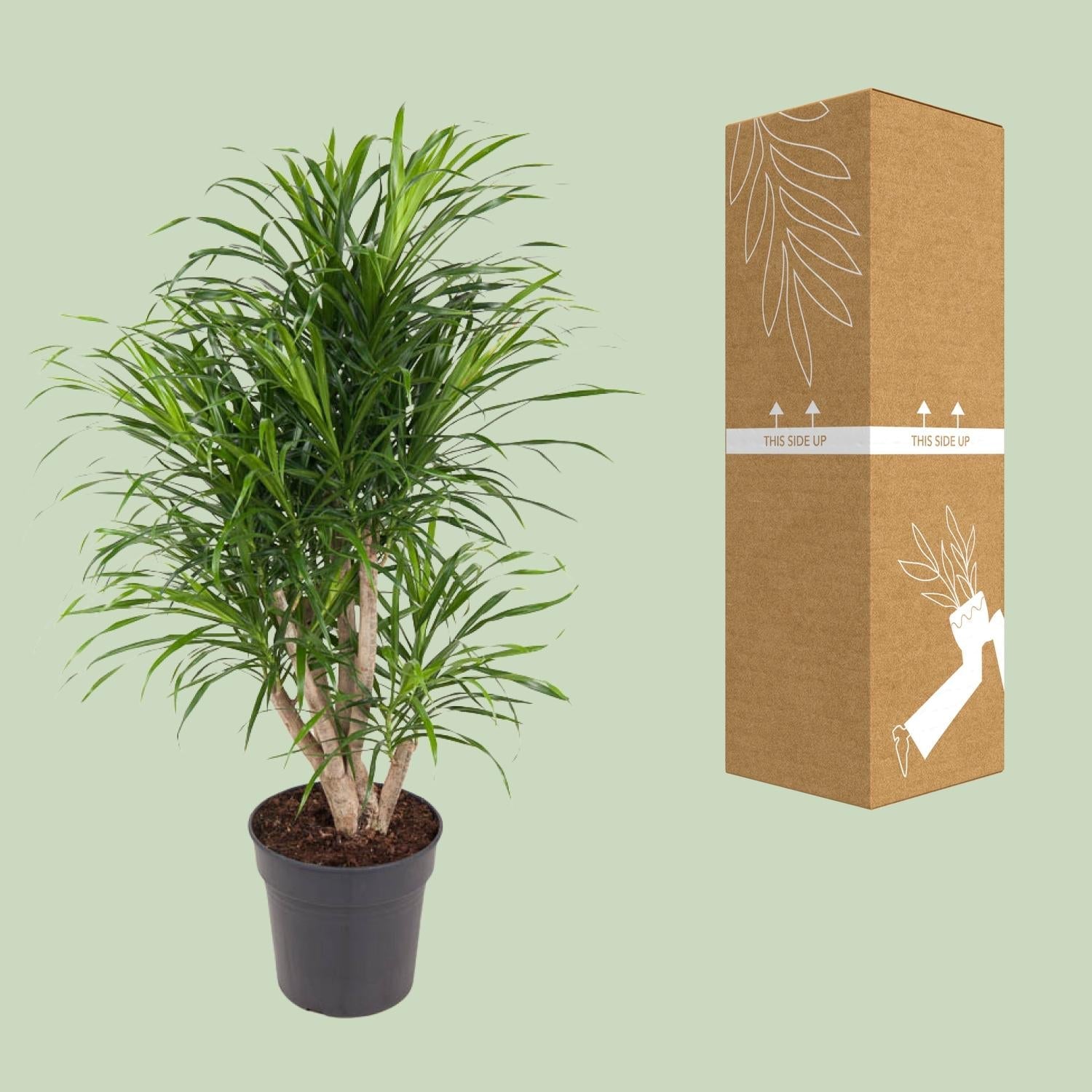 Dracaena Anita – Ø24cm – ↕100cm – Drachenbaum – Luftreinigende Zimmerpflanze – Pflegeleicht & dekorativ 