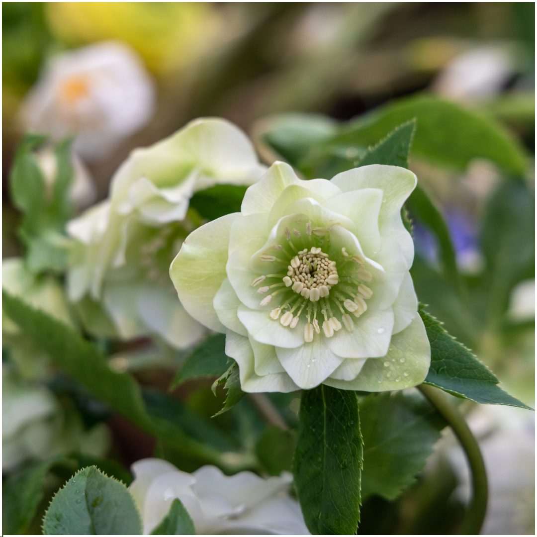 Helleborus Specials - 3 x Ø 14 cm - ↨ 25 cm 