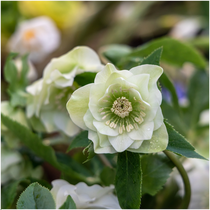 Helleborus Specials - 3 x Ø 14 cm - ↨ 25 cm 