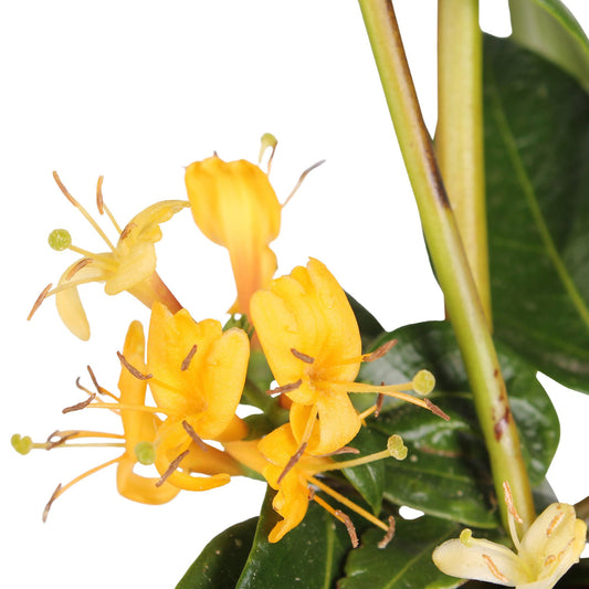 Geißblatt - Lonicera henryi - ↨65cm - Ø15cm - 4 Stück