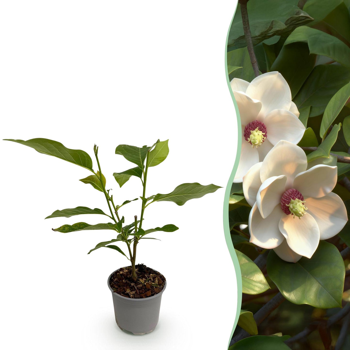 GreenboutiQ - Gartenpflanze - Magnolia sieboldii - Blüte Weiß-Rot - 1 Pflanze - Laubabwerfend - Wenig Pflege - Topf 12cm Höhe 30cm 
