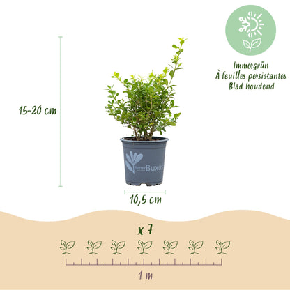 GreenboutiQ - Buxus Hecke - BetterBuxus Babylon Beauty - Resistent gegen die Buxuskrankheit - 7 Pflanzen - 1 laufender Meter - Topf 10,5cm Höhe 25-30 