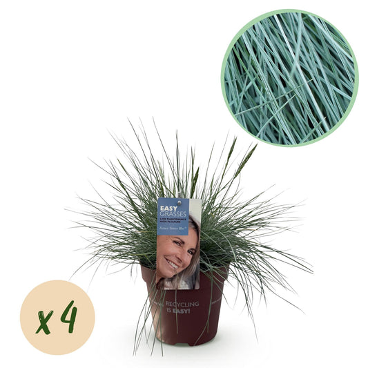 Festuca glauca Intense Blue – Blauschwingel – Ziergras – 4 Pflanzen – Immergrün & pflegeleicht – Ø17cm – Höhe ca. 50cm – Trockenheitsresistent 