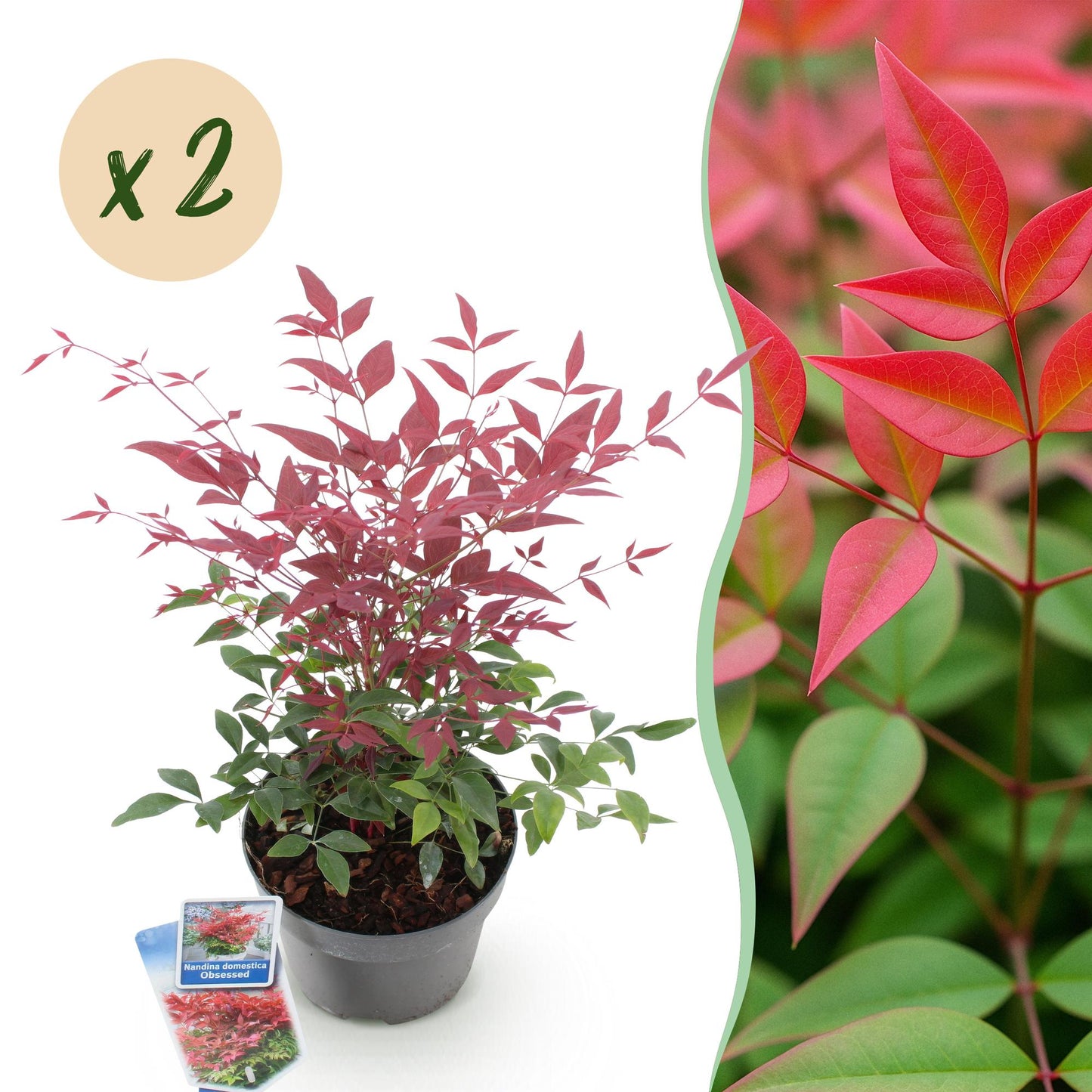 GreenboutiQ - Gartenpflanze - Nandina Obsessed - Rot - 2 Pflanzen - Immergrün - Wenig Pflege - Topf 17cm Höhe 45cm 
