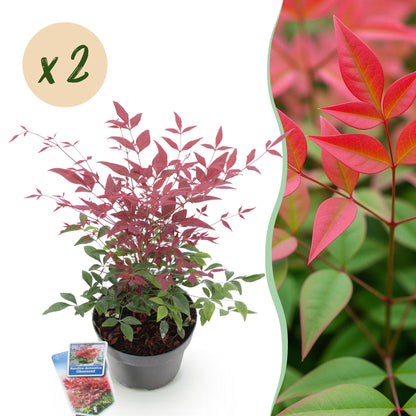 GreenboutiQ - Gartenpflanze - Nandina Obsessed - Rot - 2 Pflanzen - Immergrün - Wenig Pflege - Topf 17cm Höhe 45cm 