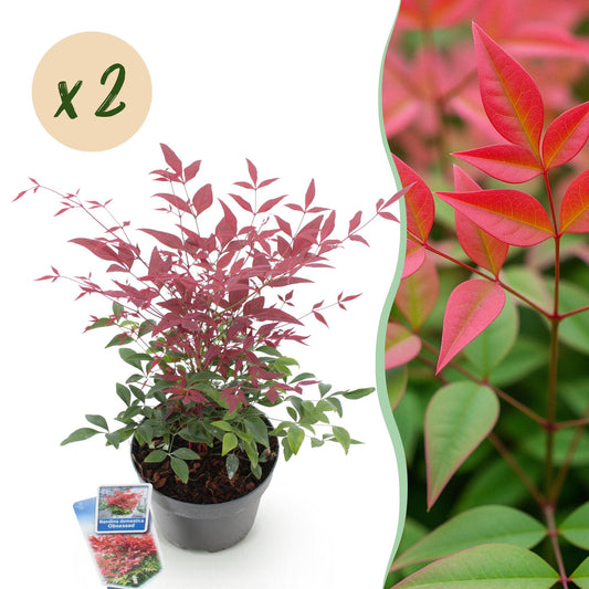 GreenboutiQ - Gartenpflanze - Nandina Obsessed - Rot - 2 Pflanzen - Immergrün - Wenig Pflege - Topf 17cm Höhe 45cm 