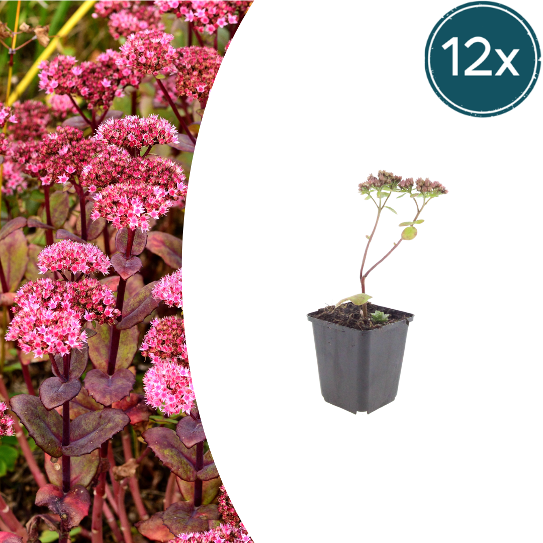 Sedum Matrona – 12 Pflanzen – Ø9cm – Höhe 10-25cm – Winterharte Fetthenne – Dunkelrosa Blüten – Trockenheitsresistent für Beet, Steingarten & Dachbegrünung