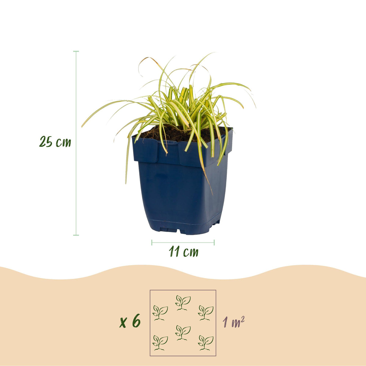 Segge 'Evergold' – Carex oshimensis 'Evergold' – 6 Pflanzen – Topf Ø11cm – Staude für Garten & Balkon