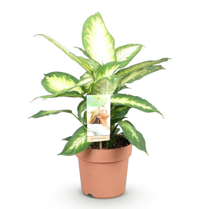 Green boutiQ - Zimmerpflanzen - Dieffenbachia Camilla - Dieffenbachia - Wenig Pflege - Bunt - 1 Pflanze - Topf 17cm - Höhe 45-50cm 