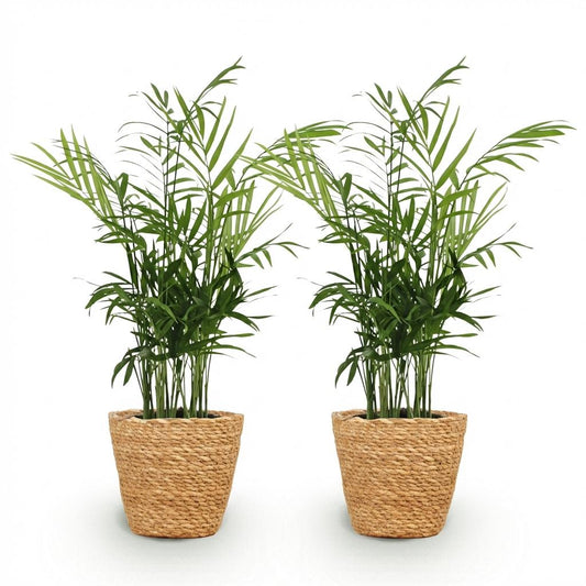 Green boutiQ - Zimmerpflanze - Chamaedorea elegans - Goldpalme - Haustierfreundliche Pflanze - Grün - 2 Pflanzen - mit Korb - Topf 12cm - Höhe 15cm 