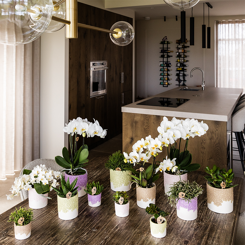 Kolibri Home | Bloom sierpot - Lila - Ø12cm 