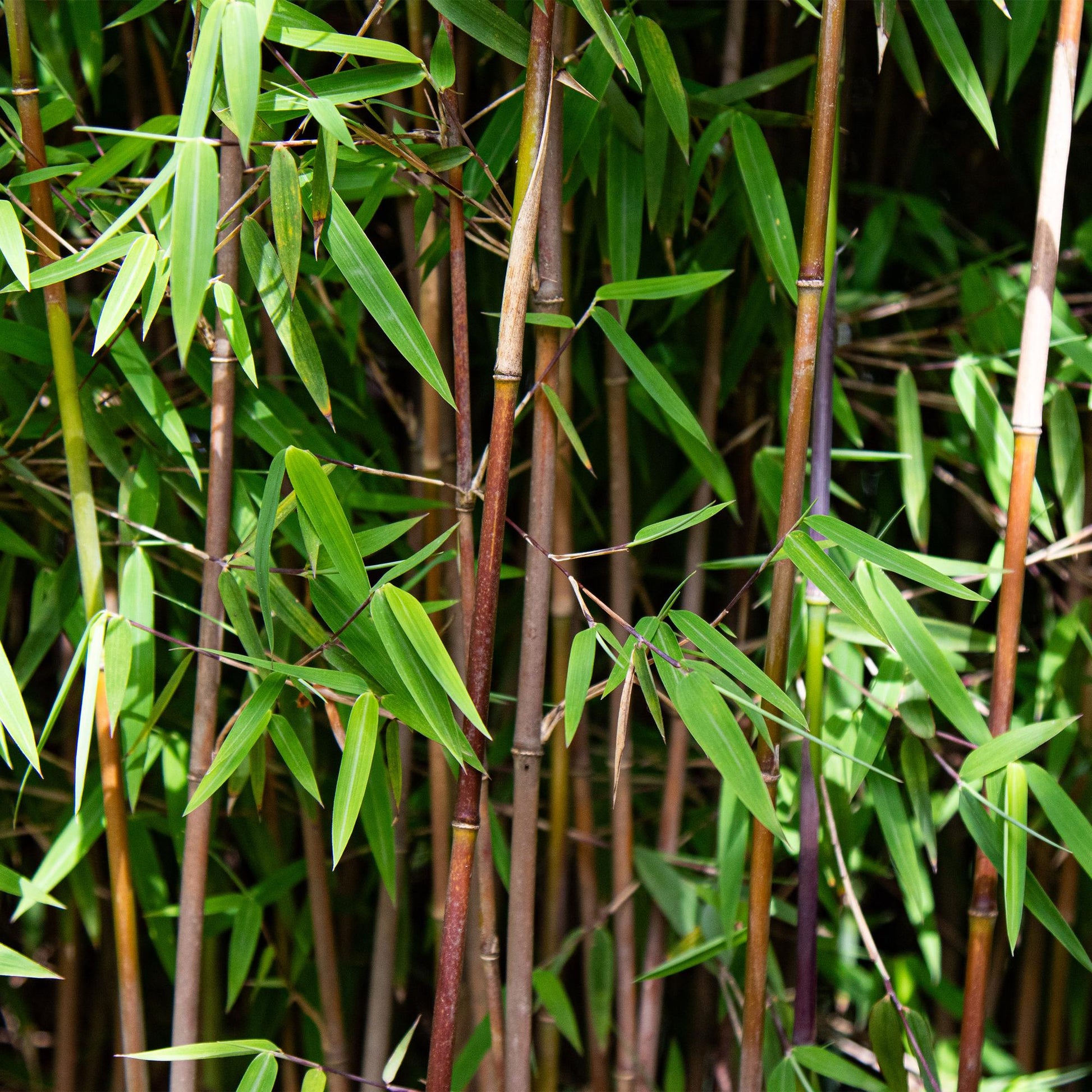 Green boutiQ - Gräser - Fargesia nitida Red Dragon - Bambus - Nicht Wuchernd - Grün - 2 Pflanzen - Topf 23 cm - Höhe 80 cm 